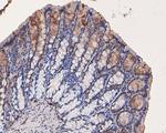 FAM13C Antibody in Immunohistochemistry (Paraffin) (IHC (P))