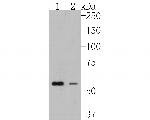FAM13C Antibody in Western Blot (WB)