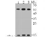 RAD52 Polyclonal Antibody