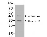 Gemin 2 Antibody in Western Blot (WB)