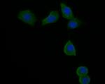 Dynamin 3 Polyclonal Antibody