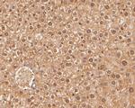 MEMO1 Antibody in Immunohistochemistry (Paraffin) (IHC (P))