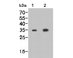 MEMO1 Antibody in Western Blot (WB)