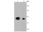 CD3 epsilon Antibody in Western Blot (WB)