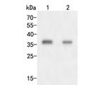 AKR1B1 Antibody in Western Blot (WB)