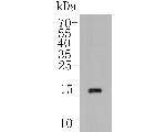 POLR2H (Isoform 4) Antibody in Western Blot (WB)