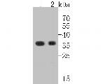 Claudin 18 Polyclonal Antibody