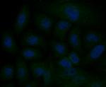 IP3 Receptor 2 Polyclonal Antibody