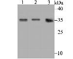 Connexin 32 Polyclonal Antibody