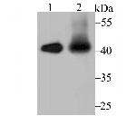 IL-12 p40 Polyclonal Antibody