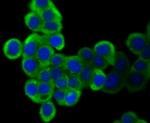SHP2 Antibody in Immunocytochemistry (ICC/IF)
