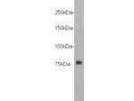 DYKDDDDK Tag Antibody in Western Blot (WB)