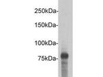 DYKDDDDK Tag Antibody in Western Blot (WB)