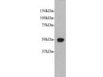 FAT1 Antibody in Western Blot (WB)