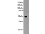 DCHS1 Polyclonal Antibody