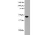 FAT4 Antibody in Western Blot (WB)