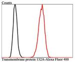TMEM132A Antibody in Flow Cytometry (Flow)