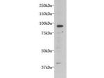 TMEM132B Polyclonal Antibody