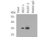 6x His Tag Antibody in Immunoprecipitation (IP)