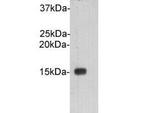 Cystatin C Polyclonal Antibody