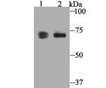 COX1 Polyclonal Antibody