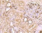 CD235a (Glycophorin A) Antibody in Immunohistochemistry (Paraffin) (IHC (P))