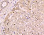 CD235a (Glycophorin A) Antibody in Immunohistochemistry (Paraffin) (IHC (P))