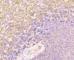 CD235a (Glycophorin A) Antibody in Immunohistochemistry (Paraffin) (IHC (P))