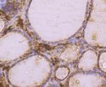 CD235a (Glycophorin A) Antibody in Immunohistochemistry (Paraffin) (IHC (P))