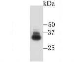 CD235a (Glycophorin A) Antibody in Western Blot (WB)