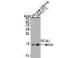 Sca-1 Polyclonal Antibody