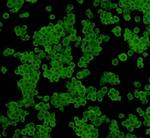 14-3-3 beta Polyclonal Antibody