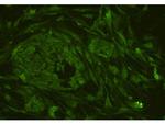 CD34 Antibody in Immunocytochemistry (ICC/IF)