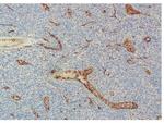 CD34 Antibody in Immunohistochemistry (Paraffin) (IHC (P))