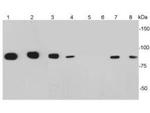 CD34 Antibody in Western Blot (WB)