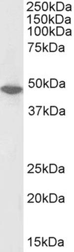 ORC4 Polyclonal Antibody, Biotin