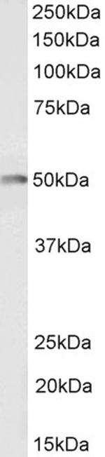 CSK Polyclonal Antibody, Biotin