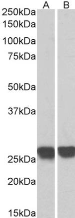 GRB2 Polyclonal Antibody, Biotin