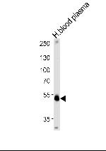 PEDF Antibody in Western Blot (WB)