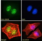 HDAC6 Polyclonal Antibody