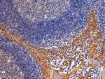 Importin 8 Polyclonal Antibody