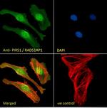RAD51AP1 Polyclonal Antibody
