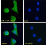 UBE2S Antibody in Immunocytochemistry (ICC/IF)