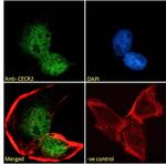 CECR2 Polyclonal Antibody