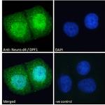 DPF1 Antibody in Immunocytochemistry (ICC/IF)