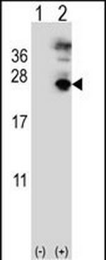 MFAP5 Antibody in Western Blot (WB)