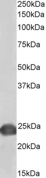 DJ-1 Polyclonal Antibody, Biotin