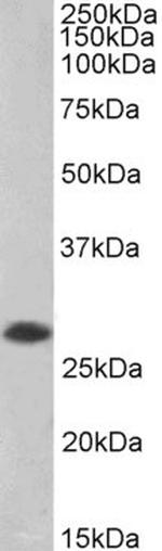 PHAPI2 Polyclonal Antibody, Biotin