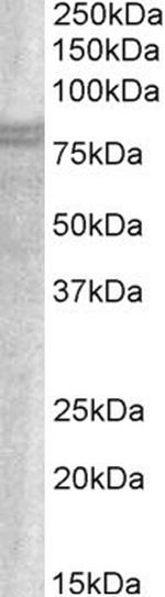 SNX18 Polyclonal Antibody