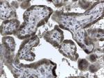 EVC2 Antibody in Immunohistochemistry (Paraffin) (IHC (P))